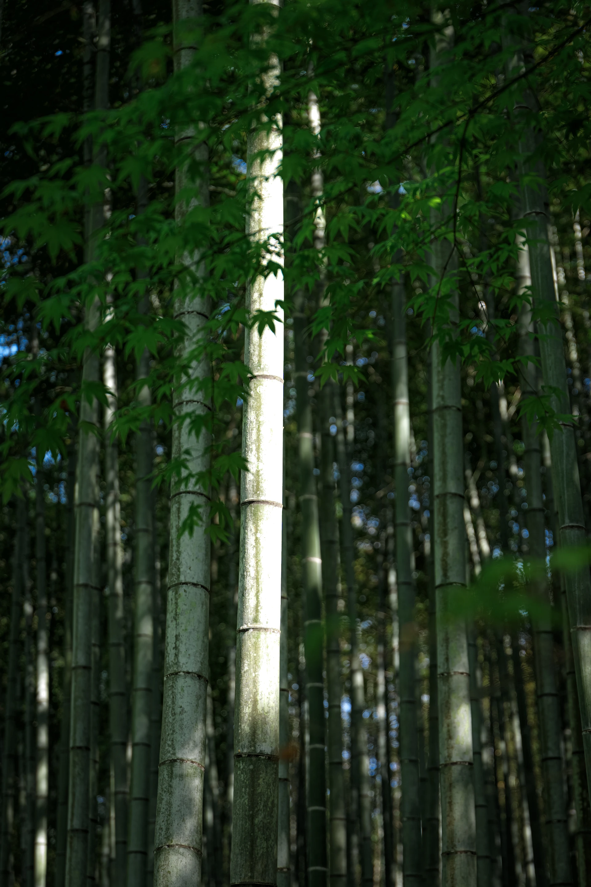 翠シリーズの写真 1