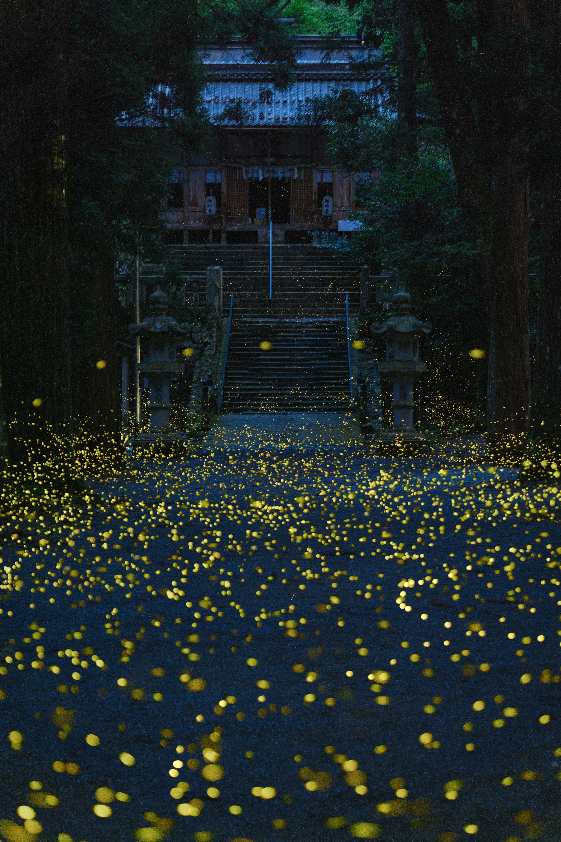 翠シリーズの写真 11