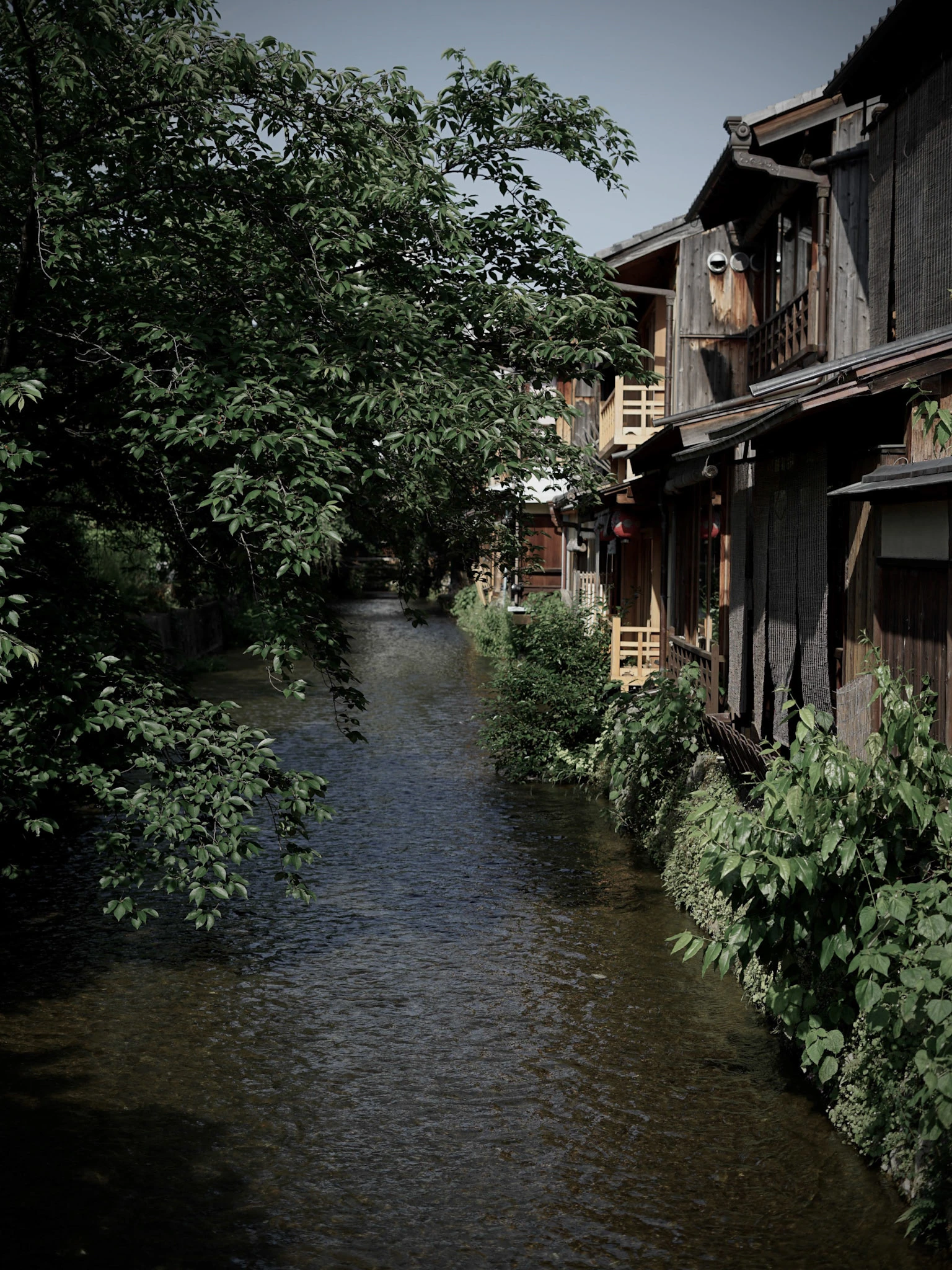 翠 シリーズの写真 8