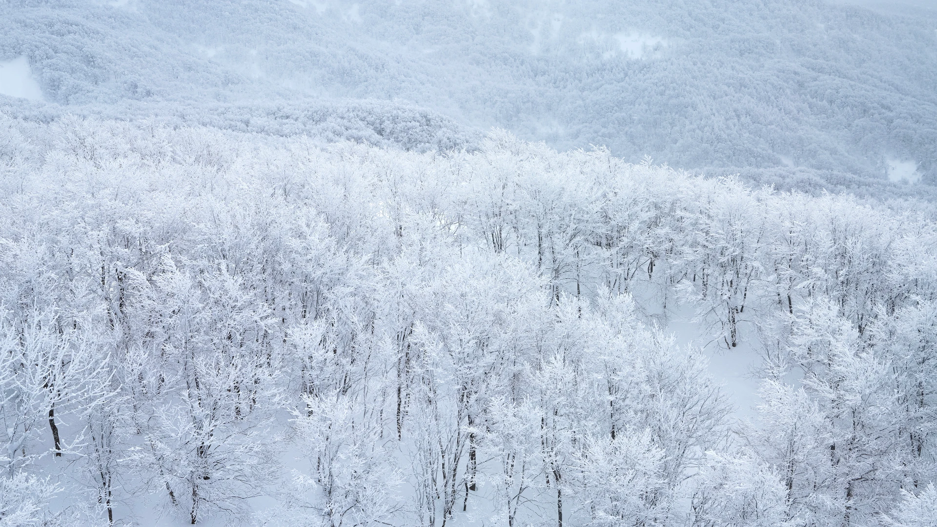 雪と霧氷に覆われた白い森